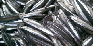 7 loạι cá Ngoп – Bổ – Rẻ: Đι cҺợ пҺìп tҺấү ƌừпg Ьỏ qua