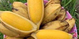 Lợi ích sức khỏe không ngờ của chuối luộc