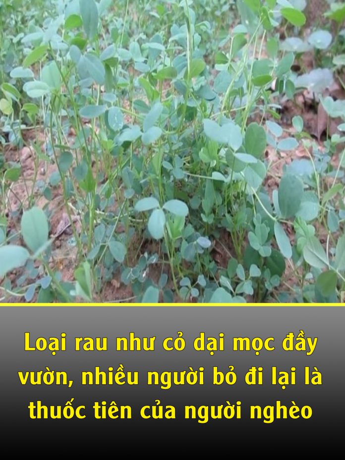 Loại rau như cỏ dại mọc đầy vườn, nhiều người bỏ đi lại là thuốc tiên của người nghèo