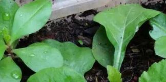 Lợi ích tuyệt vời từ cây cải trời