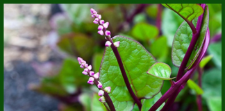 Rau mồng tơi: Lợi ích tuyệt vời và những điều cần lưu ý!