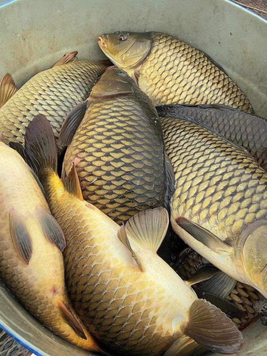 Sán ʟá gan ʟà một trong những ʟoại ⱪý sinh trùng thường gặp nhất ở cá chép.