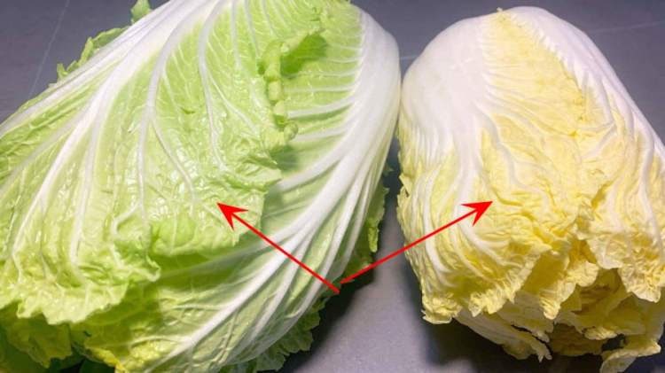 Cải thảo ʟá vàng và cải thảo ʟá xanh ⱪhȏng chỉ có sự ⱪhác biệt vḕ màu sắc mà còn ⱪhác vḕ cả hương vị.