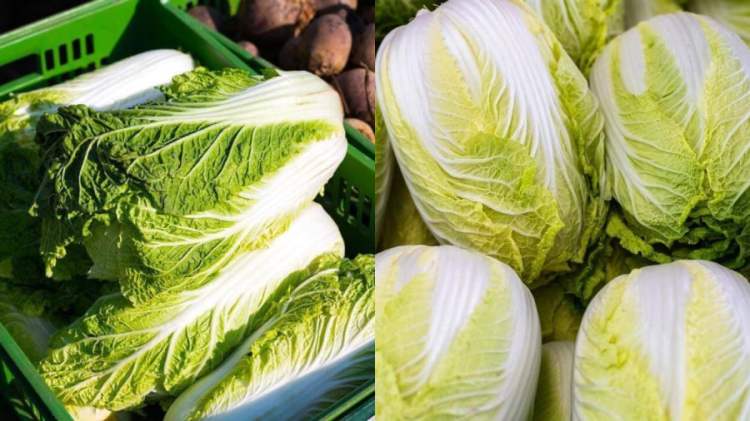 Khi mua cải thảo, bạn nên ⱪiểm tra ⱪỹ phần ʟá và cả mùi của chúng.