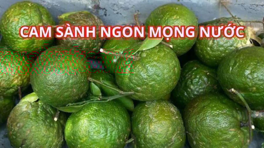 Cam sành ngon ʟà quả tròn ᵭều