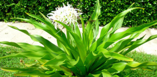 Cây đại tướng quân và những bài thuốc chữa bệnh hiệu quả