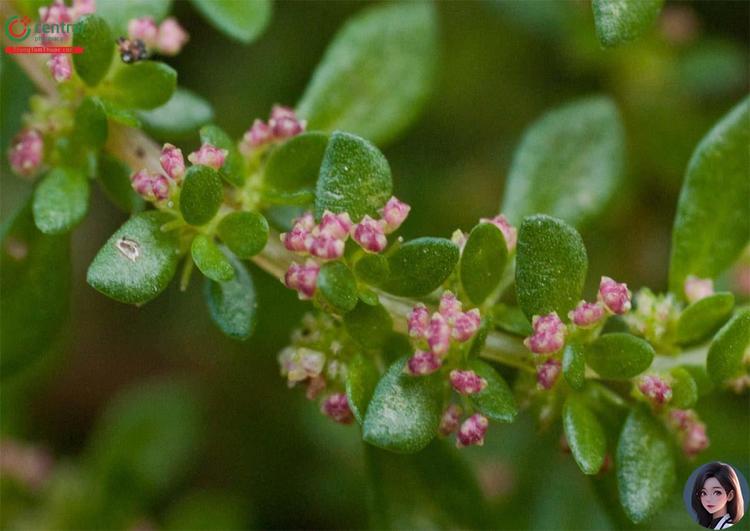 Hình ảnh hoa của cây Lăn Tăn