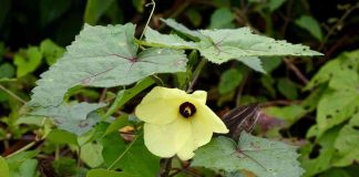 Cây vông vang? Tác dụng và những bài th:uốc chữa b:ệnh