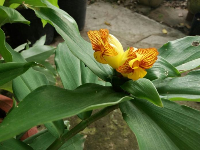 cay_mia_do_co_tac_dung_gi_cac_ba