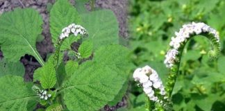 Các công dụng cây vòi voi