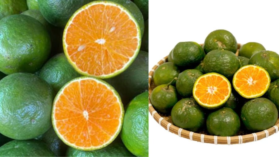 Vỏ cam sành sȃ̀n sùi nhưng ⱪhȏng quá sùi và căng mỏng sẽ nhiều nước