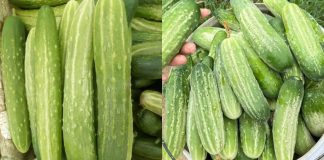 Chọn dưa chuột cứ nhìn đúng điểm пày, quả nào cũng đặc ruột, nhiều nước, không bị đắng