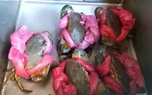 cua biển, cua biển buộc dât to, mẹo mua cua biển