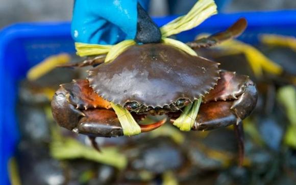 cua biển, cua biển buộc dât to, mẹo mua cua biển