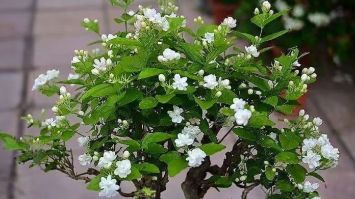 hoa-nhai-cat-tia-thuong-xuyen-22