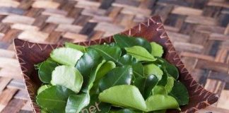 12 công dụng tuyệt vời của lá chanh không thể bỏ qua