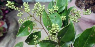 Lợi ích sức khỏe ít người biết từ chiết xuất chua ngút