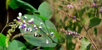 Cây thóc lép chữa bệnh gì? Tìm hiểu công dụng và cách dùng