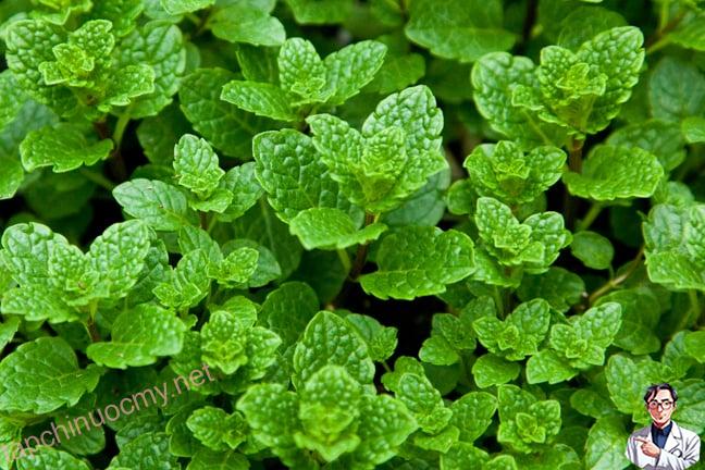 húng ʟủi chữa bệnһ