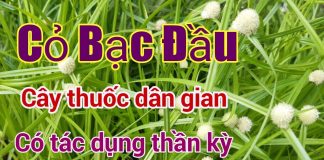 Cây cỏ bạc đầu trị bệ:nh gì?