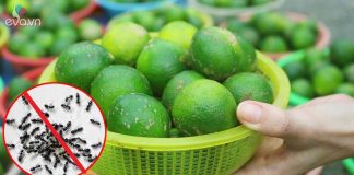 Chỉ dùng vài quả chanh, chị em cũng đuổi được sạch kiến trong nhà không tốn một giọt mồ hôi