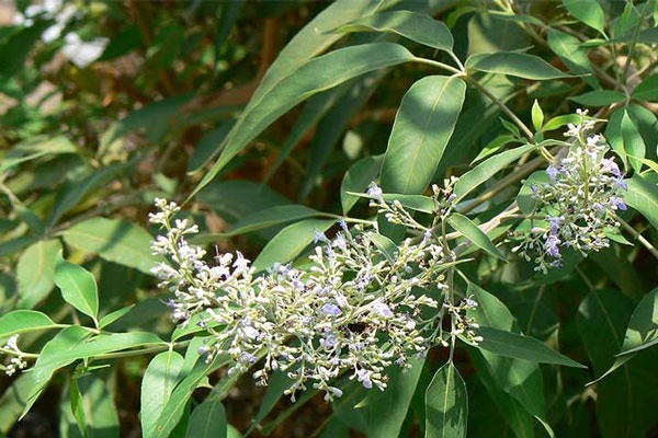 ngu_trao_1_8f86aa3eff-1 (1)