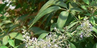 Ngũ trảo: Dược liệu có nhiều tác dụng chữa bện h