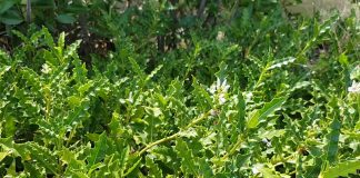 Cây ô rô: Thuố c nhuận gan, giảm đau