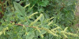 Dền gai: Vị th:uốc trong vườn nhà