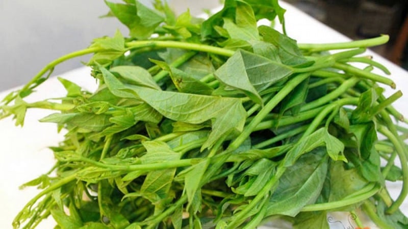 Rau ⱪhoai ʟang cũng chứa rất nhiḕu dưỡng chất tṓt cho cơ thể