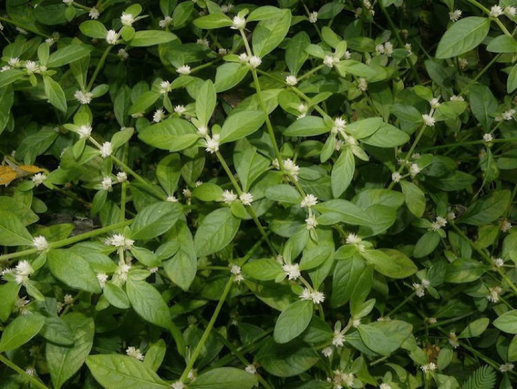 Rau dệu và công dụng đối với sức khỏe 2