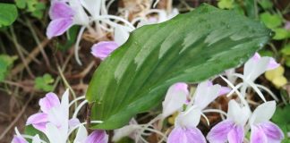 Tam thất nam: Dược liệu quý hiếm cần được bảo tồn