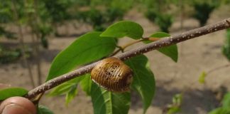 Loại thuốc quý giá, người gặp không biết dùng, người muốn dùng tìm lại hiếm thấy