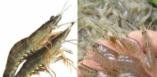 Giá trị dinh dưỡng trong Tôm Tép tươi sống