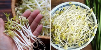 Xào giá đỗ đừng cho trực tiếp vào chảo, làm thêm 1 bước, giá giòn ngọt, không bị nát