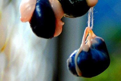 Mật lợn có nhiḕu cȏng dụng nhưng thường khȏng ai dùng (Ảnh minh họa).