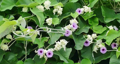 bac_thau_2_99ebba956f