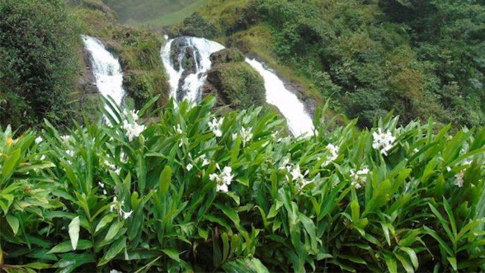 cay_ngai_tien_loai_thao_duoc_quy