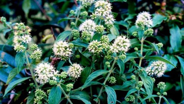 10 bài thuốc chữa bệnh từ gừng gió- Ảnh 3.