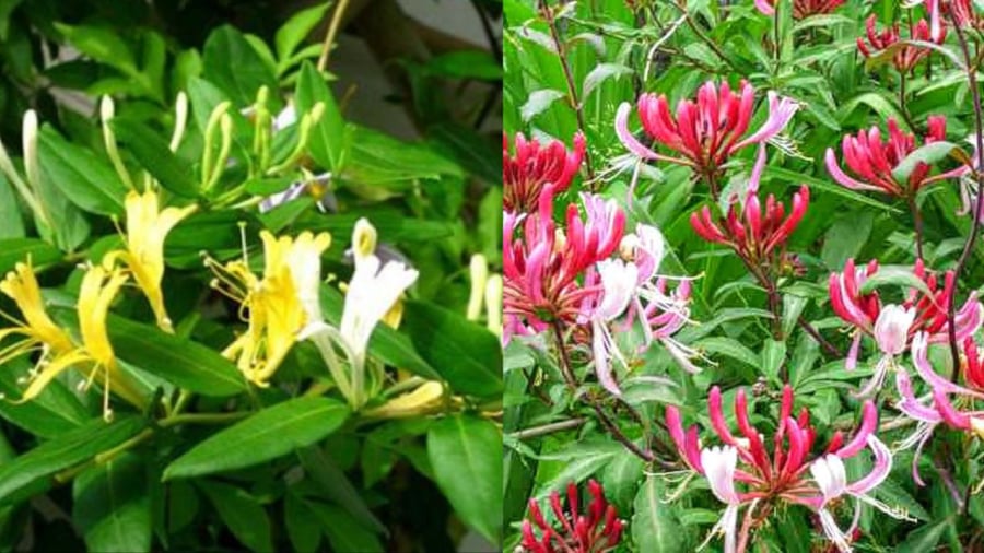 Kim Ngân hoa có nhiều màu sắc