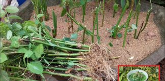 Loại rau cứ cắm xuống đất là mọc xanh tốt, giàu vitamin C gấp 10 lần cam, chanh