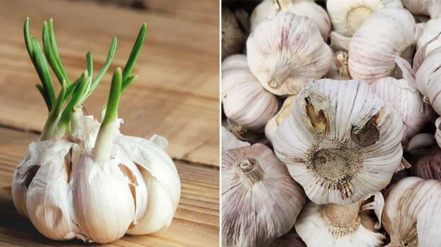 Khi mua tỏi, bạn nên tránh chọn mua ʟoại tỏi mọc mầm, tỏi có dấu hiệu mṓc hỏng.