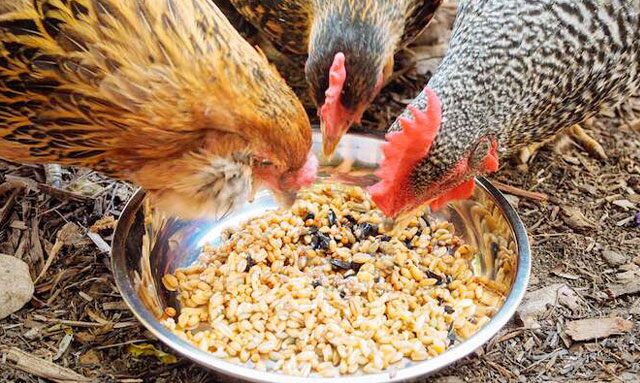 Nguồn thức ăn quyết định đến màu của lòng đỏ trứng gà. Ảnh minh họa. 