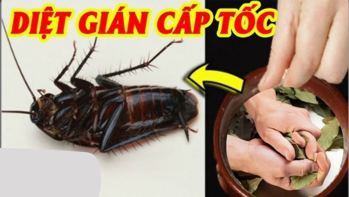 vo-nam-la-nay-roi-dat-goc-nha-ca