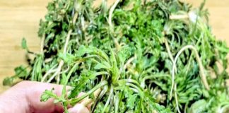 Loại rau dại hiếm có ở mùa đông, bổ mắt, dưỡng nhan, không ăn quá phí