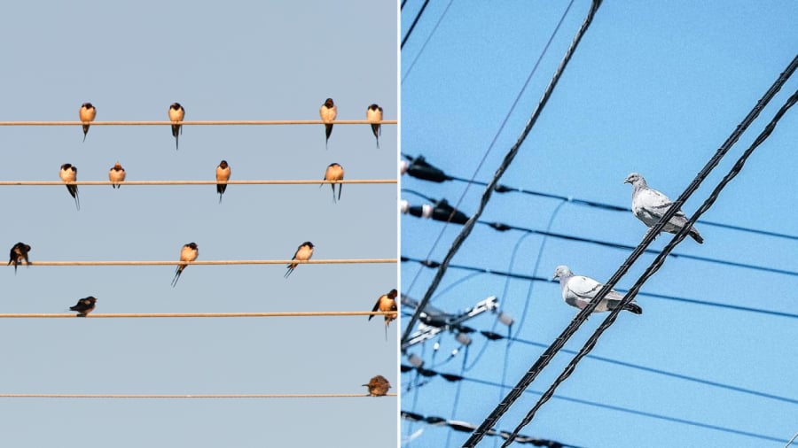 chim-dau-tren-day-dien-01