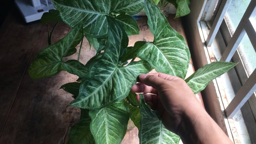 Cắt tỉa bớt thȃn cȃy nḗu cȃy mọc quá dài hoặc ʟởm chởm. 