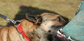 Lưu ngay bài thuốc quý giúp hút đ.ộc tố, cứu sống người bị chó dại, rắn c.ắ.n chỉ trong 1 phút