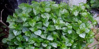 4 loại rau mọc dại bổ ngang nhân sâm ngàn năm: Nhiều người không biết thường bỏ qua