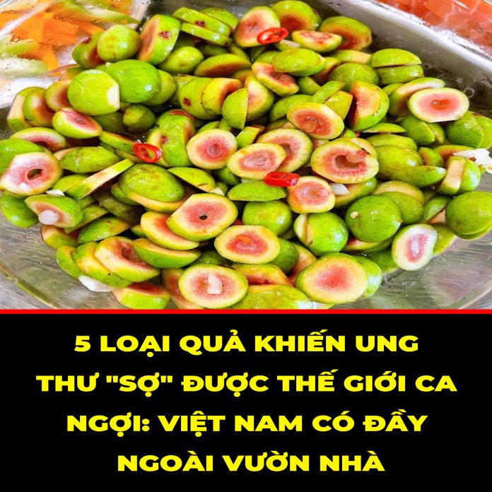 5 LOẠI QUẢ KHIẾN UNG THƯ SỢ ĐƯỢC THẾ GIỚI CA NGỢI VIỆT NAM CÓ ĐẦY NGOÀI VƯỜN NHÀ